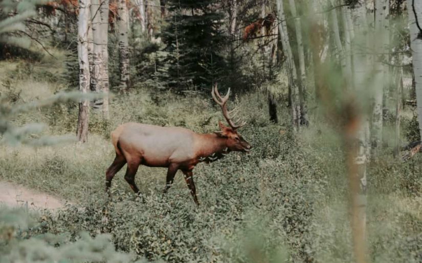 Mule deer in a wooded area