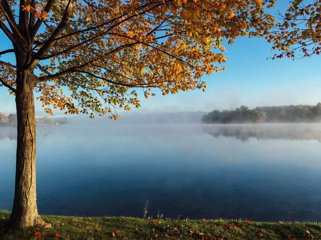 Autumn-kissed tree overlooking a misty Ontario lake in cottage country.