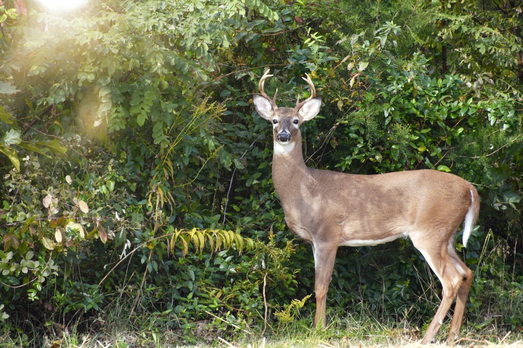 a-white-tail-deer-buck-standing-in-front-of-trees-and-bushes-looking-at-the-camera