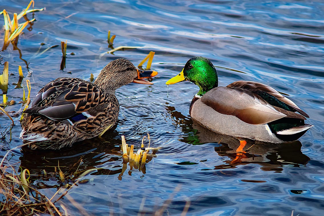 Male and female mallard duck